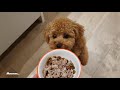 Day in the Life of a TOY POODLE - Zuko The toy Poodle | + Pupnaps Dog Bed Review