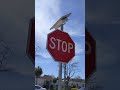 Inoperative flashing stop signs in Laguna Woods Village