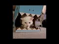 2 HOUR BEST FUNNY CATS COMPILATION 2023 😂| The Best Funny And Cute Cat Videos 12 !😸 😸