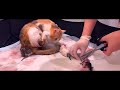Cat Giving Birth to 5 Kittens With Complete Different Color