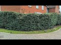 I cut this huge hedge for FREE | satisfying hedge trimming