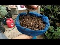 How to prepare vegetable compost, the best organic fertilizer, home compost from landfill waste