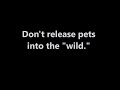 Don't Release Pets into the Wild