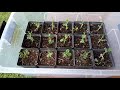 Growing from seed quickly and easily using my mini greenhouse method