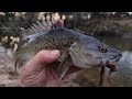 Catching Crayfish, Cod And Cold Feet. Murray Cod Fishing In May