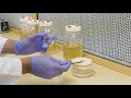 Mushroom Mycelium Tissue Culturing in Liquid and Agar Media | Southwest Mushrooms