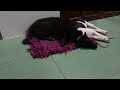 YOU LAUGH YOU LOSE😺Best Funny Animals Video 2024😼🐶#13
