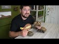 All About Russian Tortoises!