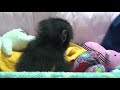 아기 침팬지 ( Baby Chimp )
