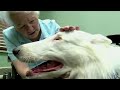 Inside Every Good Dog is A Great Dog - Purina® Pro Plan® Commercial - YouTube.flv