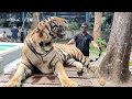 ||Tiger park Pattaya Bankok || టైగర్ పార్క్ పట్టాయ బ్యాంకాక్ || AHK vlogs ||