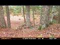 Nova Scotia Wildlife Cam October-November