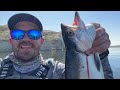 Kokanee of Unusual Size Return: Giant Wyoming Kokanee