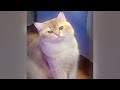 You Laugh You Lose Dogs And Cats 🐕🐕 Best Funniest Catss Video 2024 🤣😍