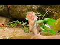 Good mother and baby... macaco. macaque. Cute wildlife. gorgeous baby monkey. adorable baby monkey