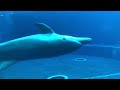 Incredible Dolphin 2023\ Swimming With Dolphins 2023