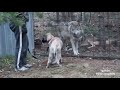 Caucasian Ovcharka vs Wolf test