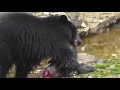 Bear Cub Eating a Salmon, Sproat River, British Columbia Canada