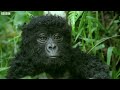 Spy Gorilla Comes Face To Face With Alpha Silverback | BBC Earth