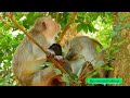 Who are they afraid of.. monkey habitat. wild monkey. cute wildlife. amazing wildlife. monkey video