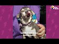 Watch This Feral Chihuahua Learn What A Belly Rub Is | The Dodo Little But Fierce