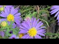 Aromatic Aster - A Complete Profile