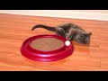 Cat Playing with a Toy (Russian Blue) - Кошка играет с игрушкой