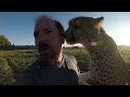 Turning Your Back To Leopards & Cheetahs | BIG CATS Show Their Predatory Nature Part 2