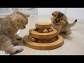 Cute kittens who quickly get used to playing with toys they've never seen before