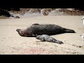 Harbor Seal Birth