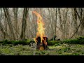 Relaxing Campfire in a Spring Forest. Spring Ambience. Campfire Sounds, Birdsong