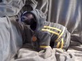 World's cutests Chihuahua, dog track suit