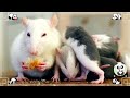 Cutest Animals Making Funny Sounds: Hippo, Seal, Red Panda - Domestic Animal Videos