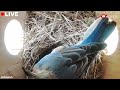 Birdhouse Camera 📷  | We've got an EGG 🥚 | #birdhouse #birdhousecamera #birdhousecam