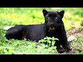 The Biggest Cats in the World: Roaring Realms | Full Wildlife Documentary