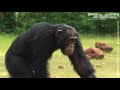 Cheating Chimp Gets Caught In The Act!