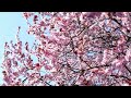 Beautiful Relaxing Music for Stress Relief, Sleep Music, Study Music, Peaceful Music, Piano Music