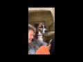 Try Not To Laugh Cats And Dogs Videos 😁 - Best Funniest Animals Video 2024 #1