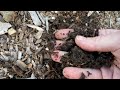 How to Rebuild Soil with Wine Cap Mushrooms: Part 2
