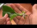 Magic tips to help a 1-leaf orchid take root immediately and produce many flowers