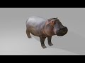 3d hippopotamus, created in Blender #blender