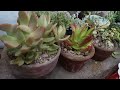Repotting sucullents without air drying || direct repotting of sucullents
