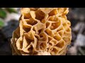 I Found Several Types Of Morel Mushrooms And Also False Morels | Early May 2024 Mushroom Hunting