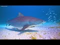 Under Red Sea 4K - Beautiful Coral Reef Fish in Aquarium, Sea Animals for Relaxation - 4K Video