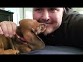 Getting kisses from my 9-week old Dachshund puppy, Velvet