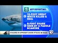 4 injured during shark attacks off Texas
