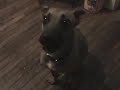 dumb dog only knows how to count to 3