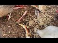 What are the best livestock birds for food production on a small scale