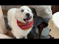 ルンルンは11歳になりました　Great Pyrenees　グレートピレニーズ