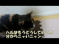 【かわいい猫】新入り子猫は先住猫にどう近づくか試行錯誤します！　＠ねこねこ